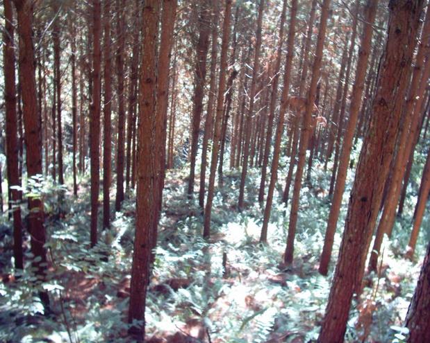 Heading towards the confluence through the pine tree reforestation  -- The road to the confluence listening Chico Cesar song  -- The road to the confluence listening Chico Cesar song