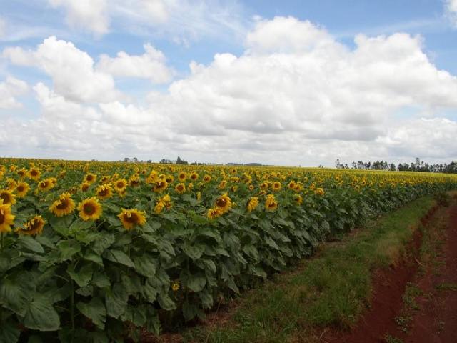 Sunflowers