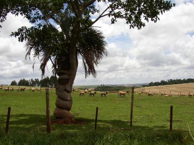 A tree in trouble.