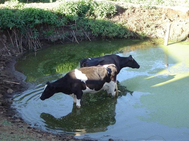 Mr. Carmo has cows as well as pigs and chickens.