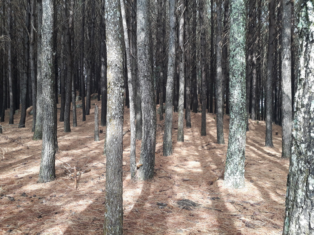 Floresta próxima à confluência - forest near the confluence