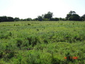 #3: Looking west from the confluence