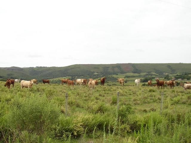 The cattle