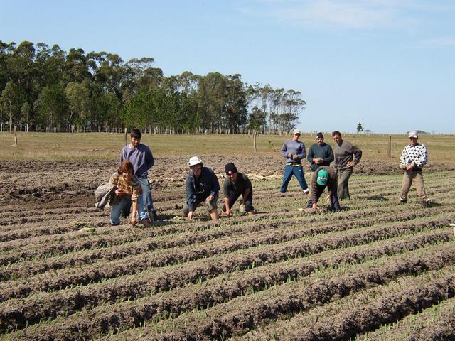 Planting onion.