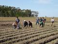 #8: Planting onion.