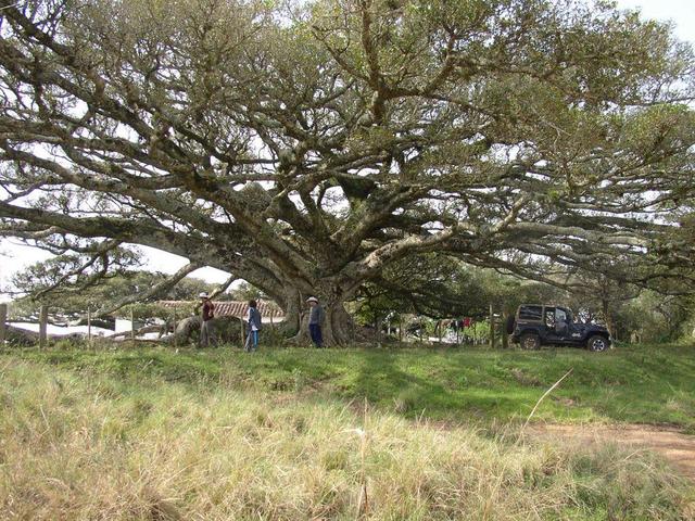 The big fig tree