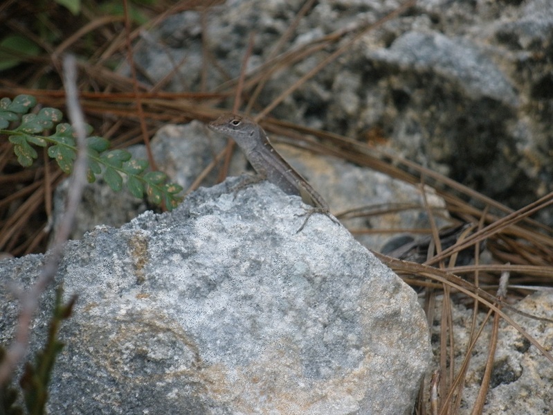 Friendly confluence lizard