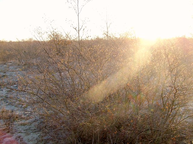 The view from the confluence facing west