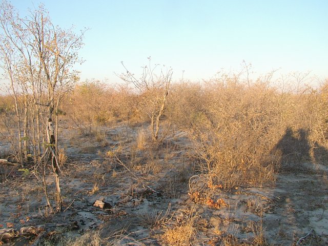 The view from the confluence facing east