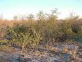 #2: The view from the confluence facing south