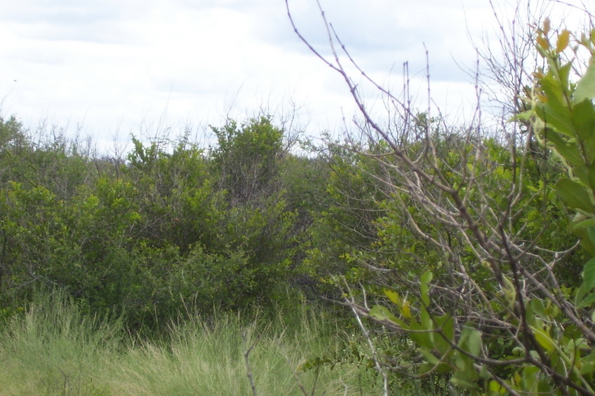 View of Confluence 21S 22E