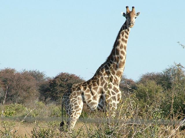 Giraffe