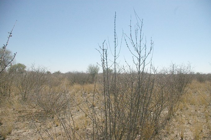 North View from Confluence