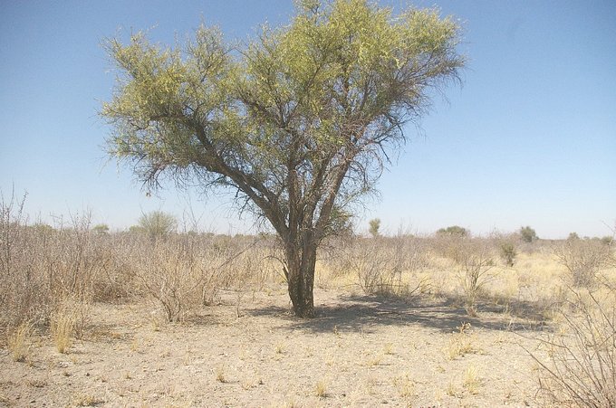 Tree near Confluence