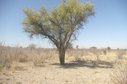 #7: Tree near Confluence