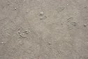 #13: Flamingo tracks