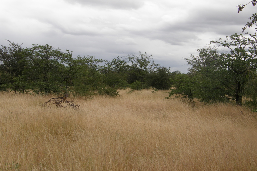 East view from Confluence