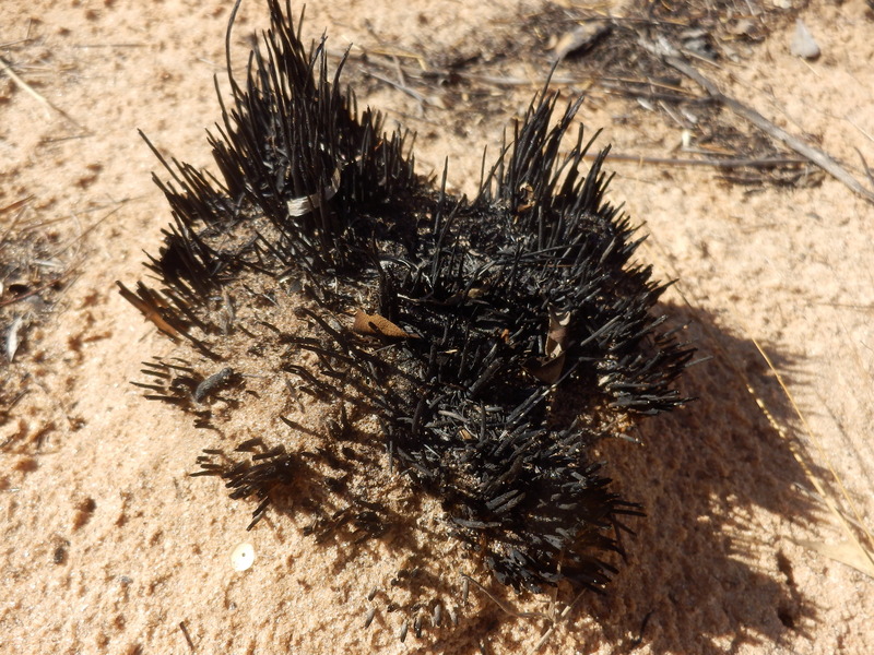 Burnt bundle of grass at the Confluence