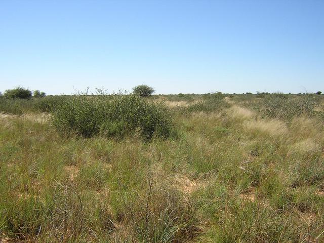 Confluence on the right hand front side of the large bush in the middle of the picture