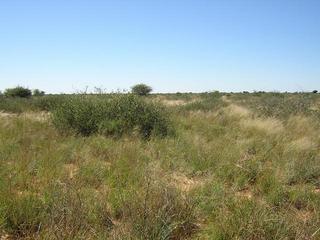 #1: Confluence on the right hand front side of the large bush in the middle of the picture