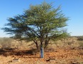 #9: The Confluence Marker at the Roadside