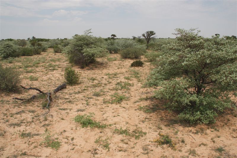 Area view of Confluence