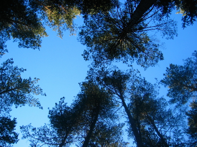 View to the Sky from the Confluence