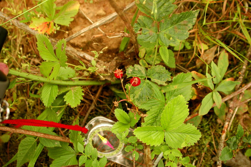 Strawberry under the feet