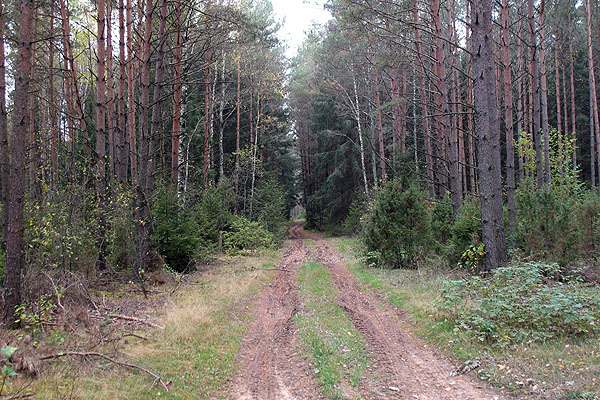 Road in the forest