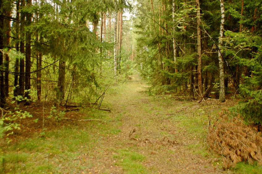 Forest path