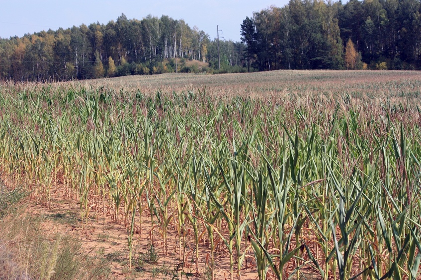 Young corn / Молодая кукуруза