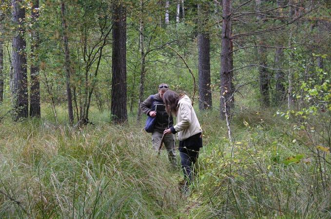 Navigating through the swamp