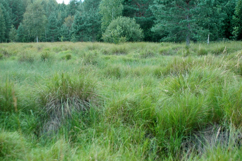 Dried bog