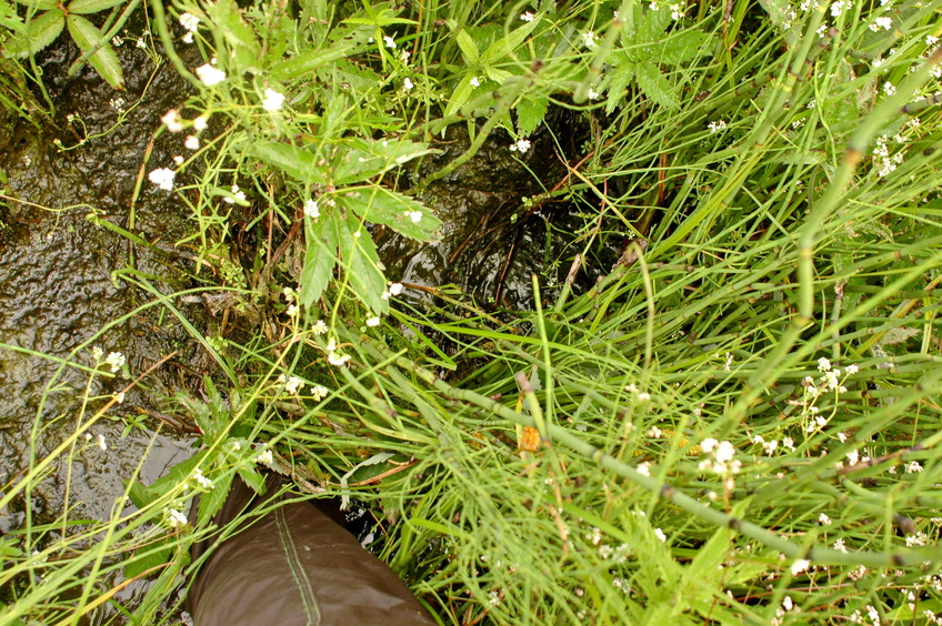 Feet in mud