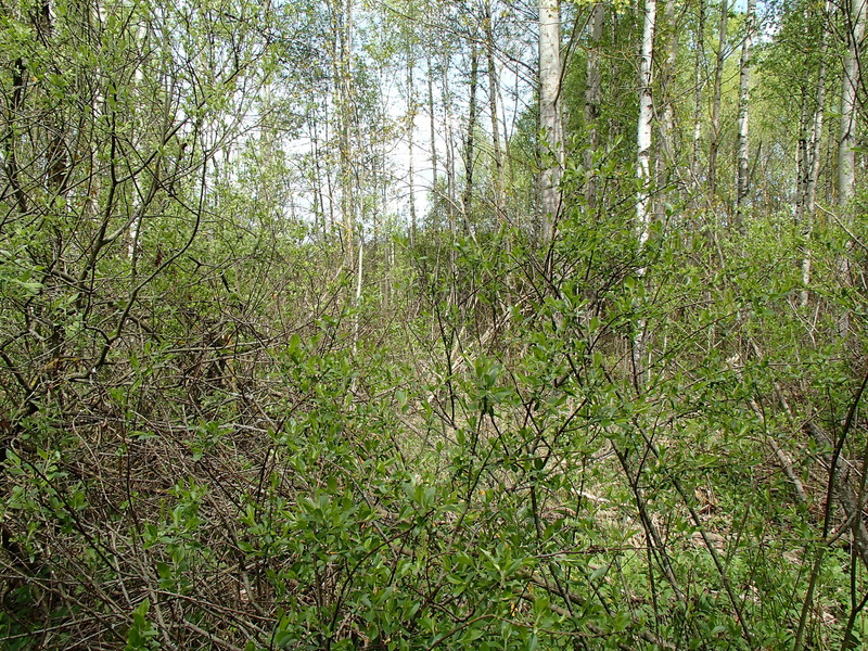 View to the north / Вид на север