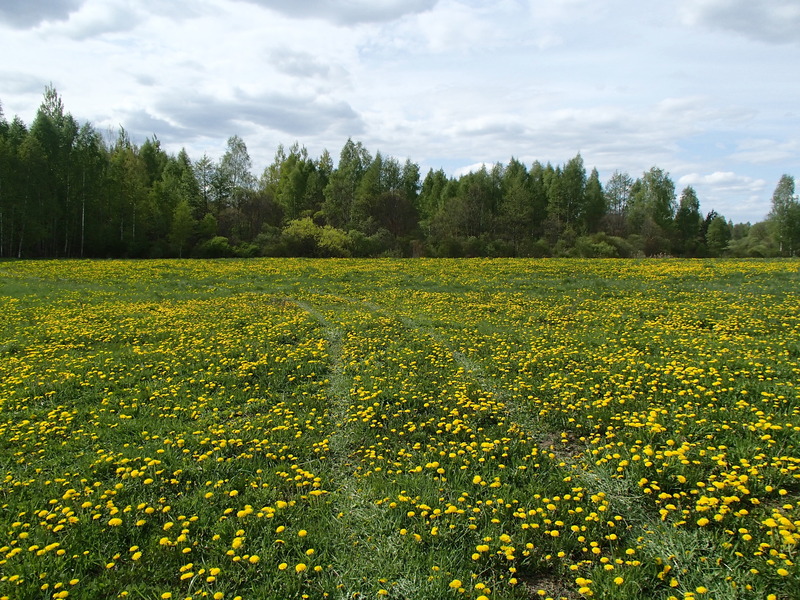 Yellow plus green / Желтое плюс зеленое