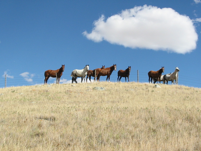 Horses looking at us during entire hike