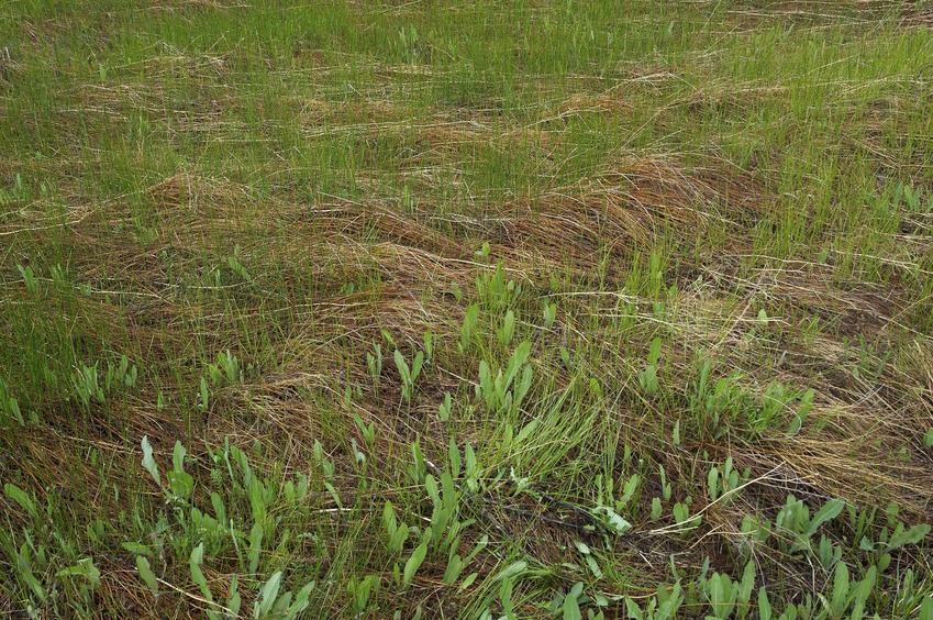 The confluence point lies on slightly marshy ground, next to a large pond