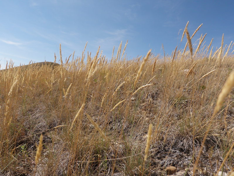 June Grass seed heads