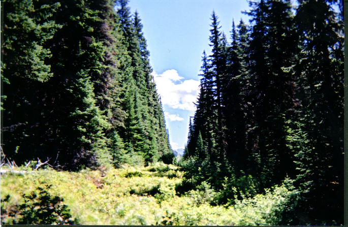 Looking east along the border cutline