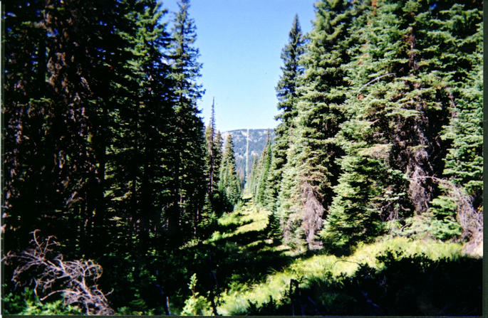 Looking west along the border cutline