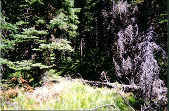 #1: Looking north in Alberta