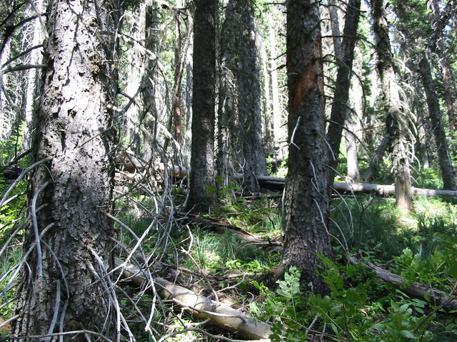 View North from Confluence