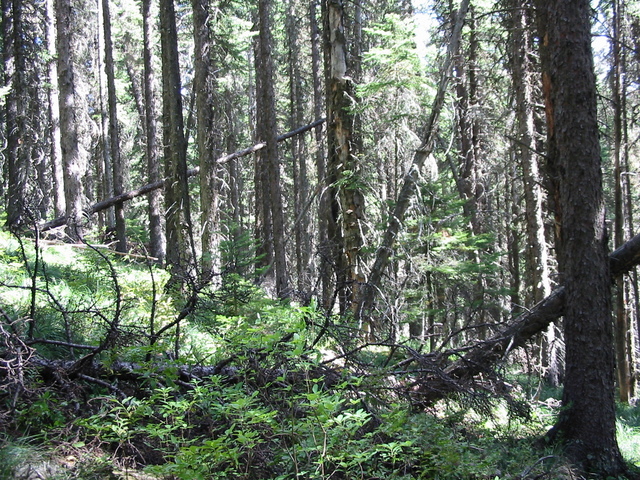 View East from Confluence