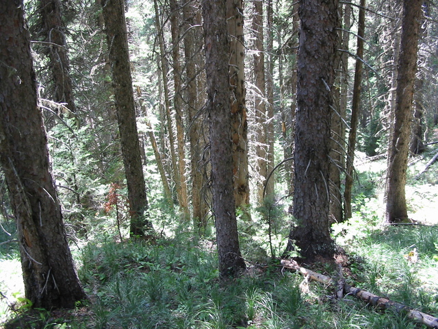 View South from Confluence