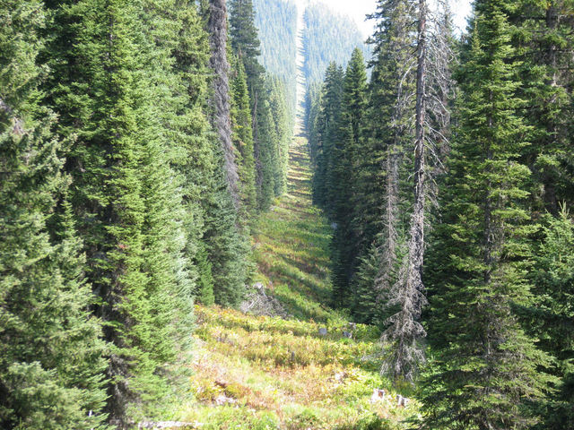 Cutline looking east from International Boundary point on trail