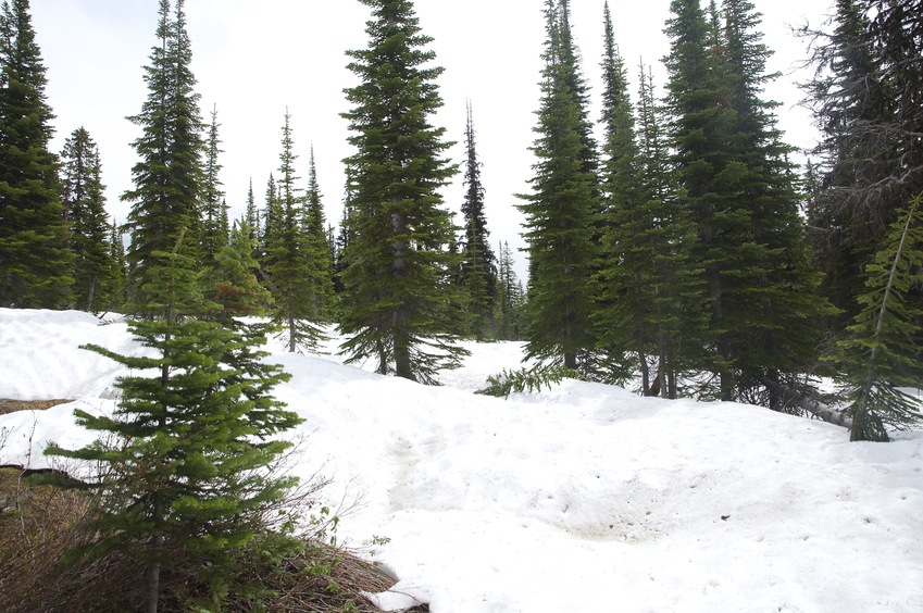 This is as far as I could get on the Summit Trail.  At this point I was 2.2 km (as the crow flies) from the confluence point.