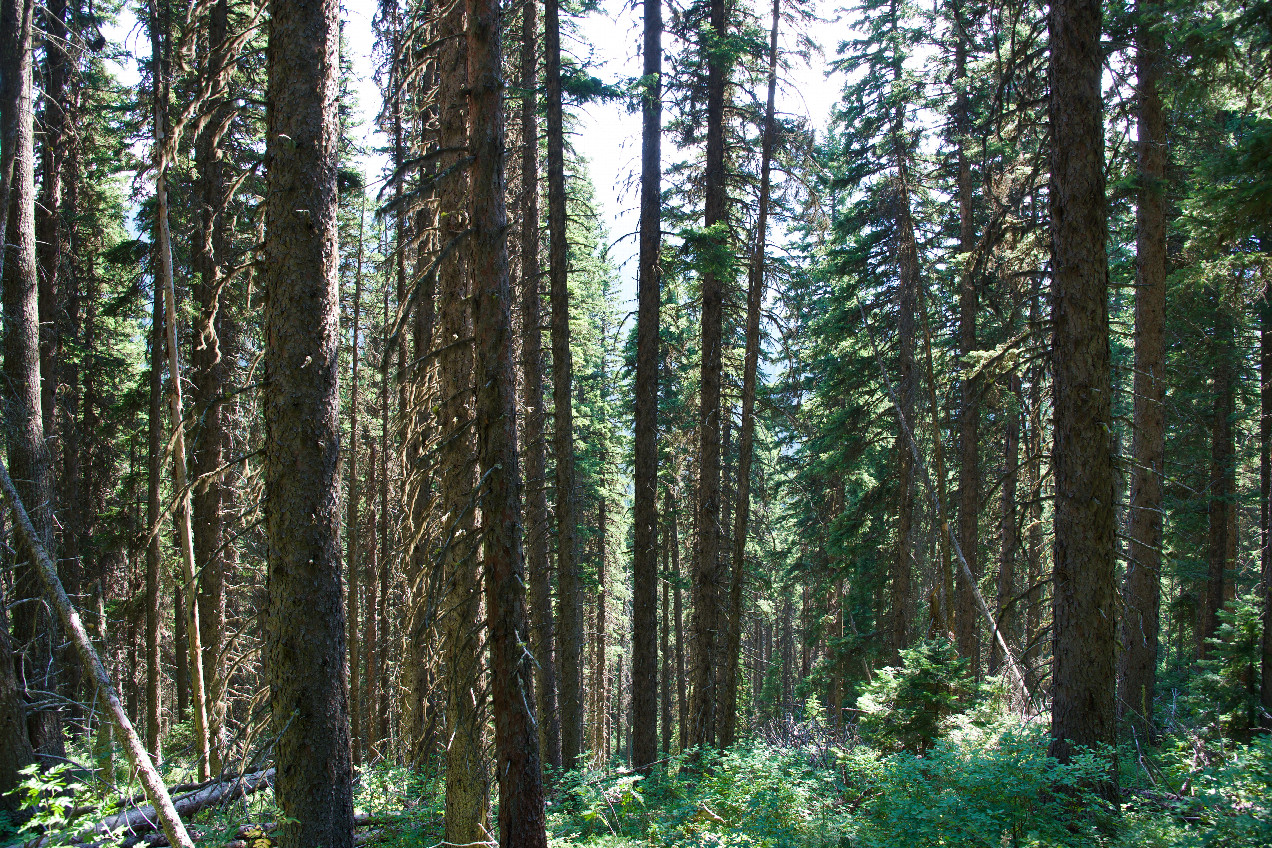 The confluence point lies in a forested slope.  (This is also a view to the South, towards the US border, 135m away.)