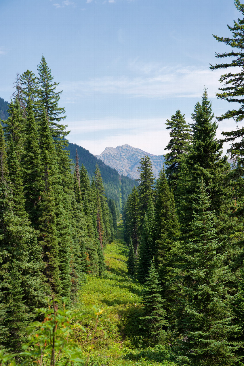 Looking East from the Boundary Trail along the Canada-US border cut towards the point, 727m away