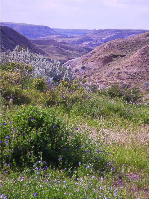 Ravine leading down to South Sask. River